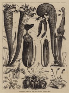 Vleesetende Planten in de Koninklijke Botanische Tuinen, Kew door Walter Granville Smith