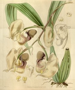 Coryanthes maculata door Walter Hood Fitch