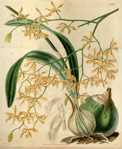 Encyclia candollei door Walter Hood Fitch