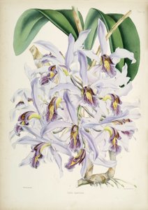 Illustratie van Schomburgkia superbiens (Orig. Laelia superbiens) door Walter Hood Fitch