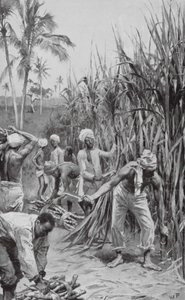 Trinidad koelies aan het werk in een suikerrietveld