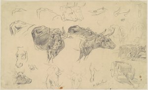 Studies van ossen