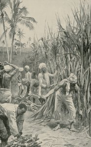 Trinidad koelies aan het werk in een suikerrietveld