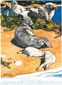 De Grijze Zeehond, illustratie uit 