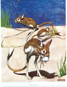 De Jerboa, illustratie uit 