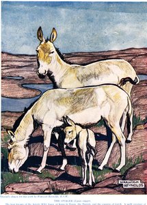 De Onager, uit 