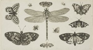 Een libel, lieveheersbeestjes en vlinders, uit Diversae Insectorum...Figurae door Wenceslaus Hollar