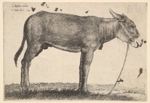 Ezel, 1649 door Wenceslaus Hollar