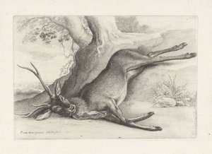 Doodgeschoten hert door Wenceslaus Hollar