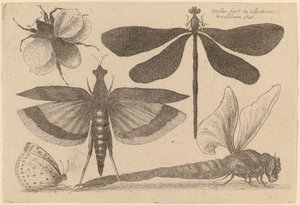 Libellen, een Hommel en een Vlinder