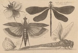 Libellen en een hommel