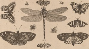 Libelle, Lieveheersbeestjes en Vlinders