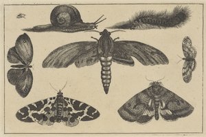 Drie motten, vlinders, tor, slak en rups door Wenceslaus Hollar
