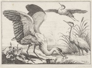 Drie reigers door Wenceslaus Hollar