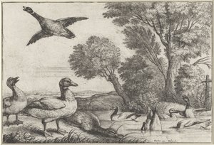 Eenden door Wenceslaus Hollar
