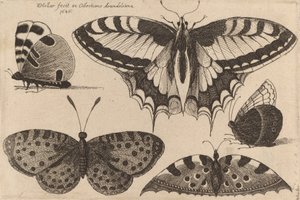 Vijf vlinders door Wenceslaus Hollar