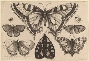 Vijf Vlinders, een Mot, een Kever en een Spin door Wenceslaus Hollar