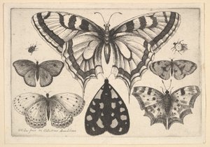Vijf vlinders, een mot en twee kevers, 1646 door Wenceslaus Hollar
