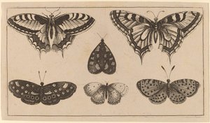 Vijf Vlinders en een Mot door Wenceslaus Hollar