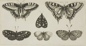 Vijf Vlinders en een Mot door Wenceslaus Hollar