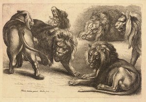 Vijf leeuwen en een leeuwin, naar Rubens door Wenceslaus Hollar