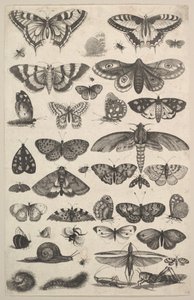 Eenenveertig Insecten, waaronder motten en vlinders