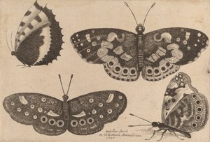 Vier Vlinders, 1646 door Wenceslaus Hollar