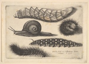 Vier Rupsen en een Slak door Wenceslaus Hollar