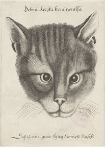 Kop van een kat