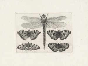Libelle en vier vlinders door Wenceslaus Hollar