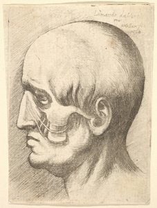 Mannelijk hoofd in profiel naar links met blootliggende spieren door Wenceslaus Hollar