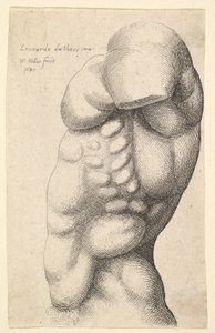 Mannelijke torso van nek tot heup in profiel naar links door Wenceslaus Hollar