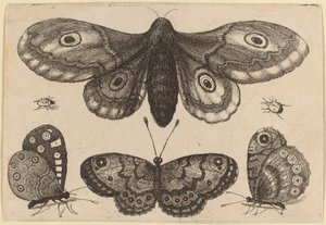 Mot, drie vlinders en twee kevers door Wenceslaus Hollar