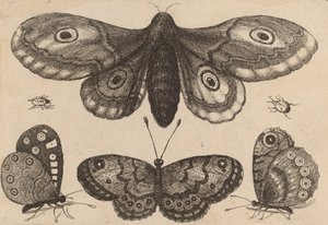 Mot, drie vlinders en twee kevers, 1646 door Wenceslaus Hollar
