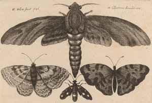 Mot en drie vlinders, 1646 door Wenceslaus Hollar