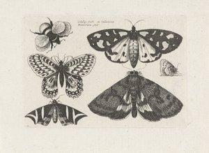Motten, vlinders en een hommel door Wenceslaus Hollar
