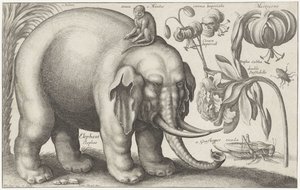 Olifant, aap, bloemen en insecten door Wenceslaus Hollar