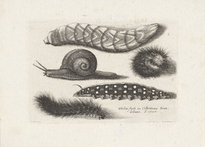 Rupsen en een slak door Wenceslaus Hollar