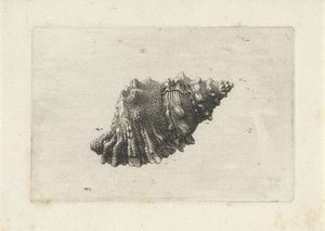Schelp, bursa rubeta door Wenceslaus Hollar