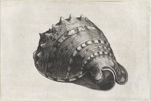 Schelp, cassis cornuta door Wenceslaus Hollar