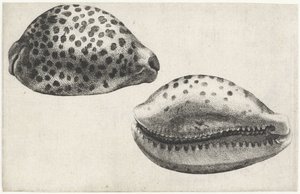 Schelp, cypraea tigris door Wenceslaus Hollar