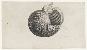 Schelp, tonna dolium