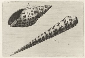 Schelpen, mitra cardinalis en terebra subulata door Wenceslaus Hollar