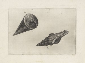 Schelpen, telescopium telescopium (A) en fusinus laticostatus (B) (Schelpen) door Wenceslaus Hollar