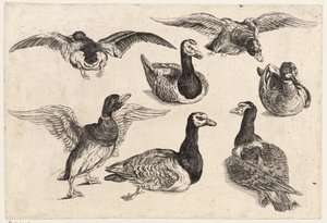 Zeven eenden door Wenceslaus Hollar