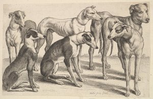 Zes honden