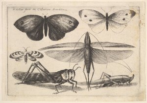 Zes insecten, 1646