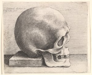 Schedel in Profiel naar Rechts, 1645 door Wenceslaus Hollar