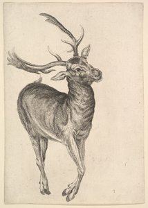 Hert door Wenceslaus Hollar