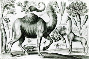 Studie van Dieren en Bloemen, gegraveerd door D. Loggan door Wenceslaus Hollar